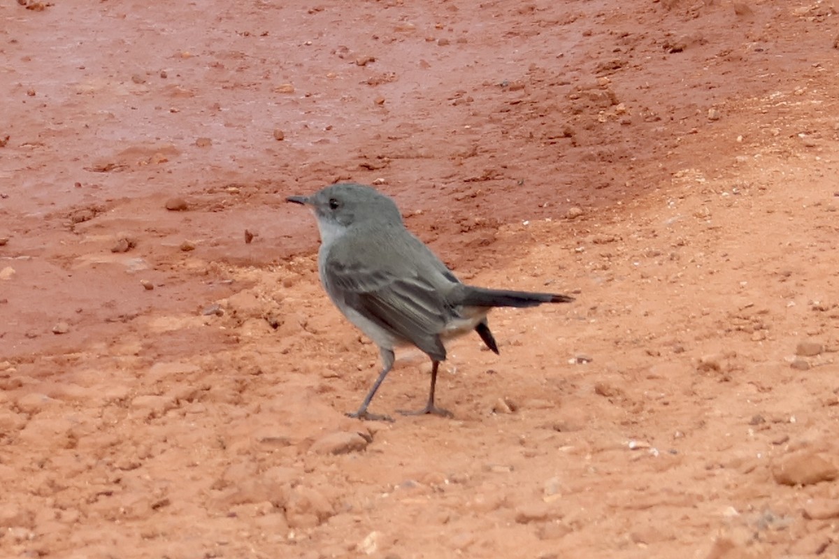 Sooty Tyrannulet - ML622049822