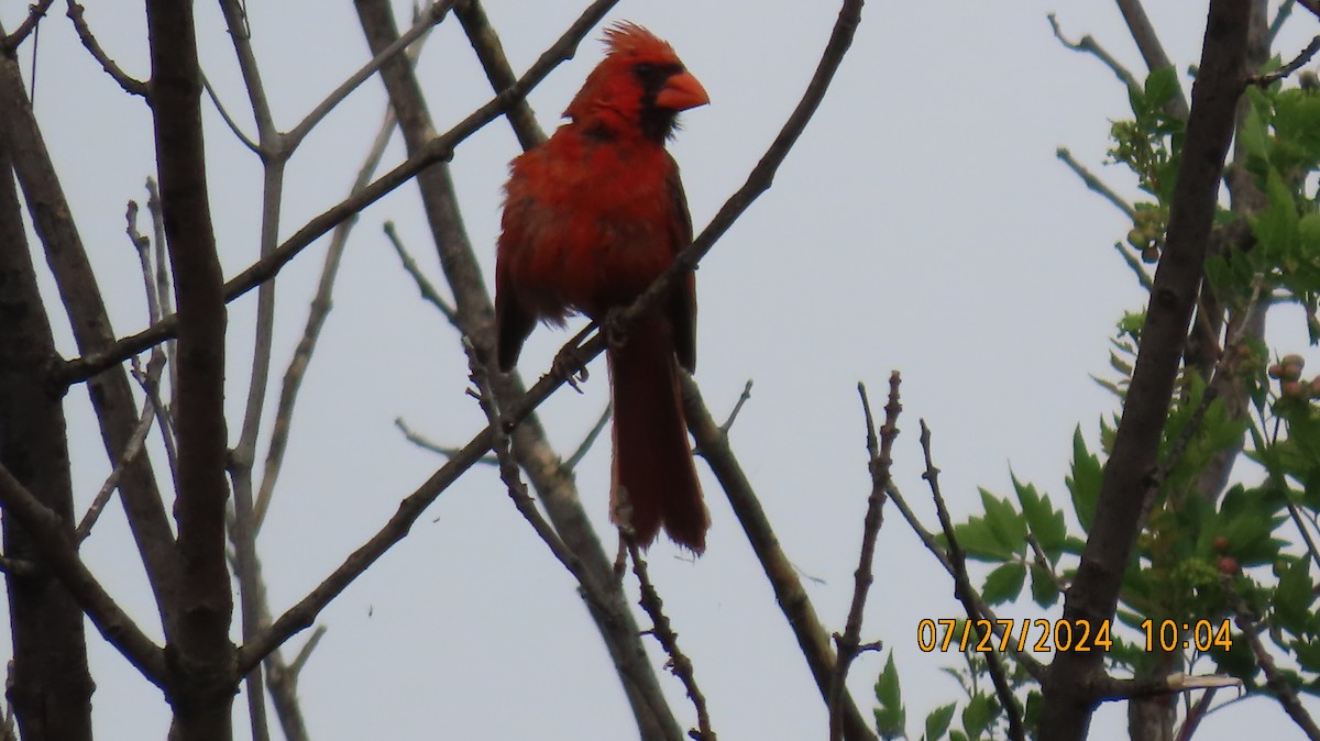 Northern Cardinal - ML622049824