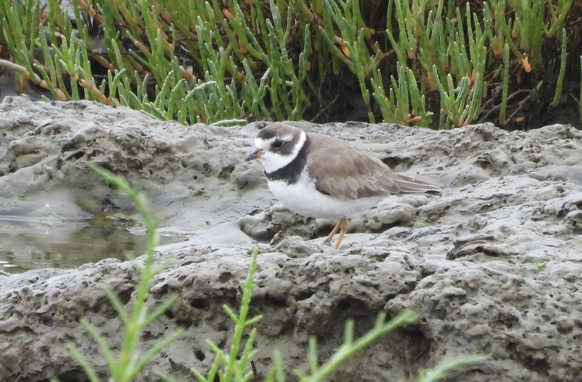 Semipalmated Plover - ML622049825