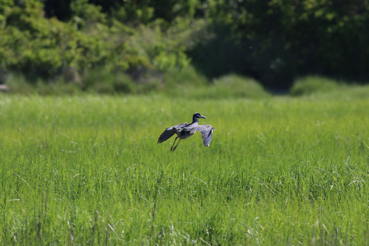 Yellow-crowned Night Heron - ML622049829