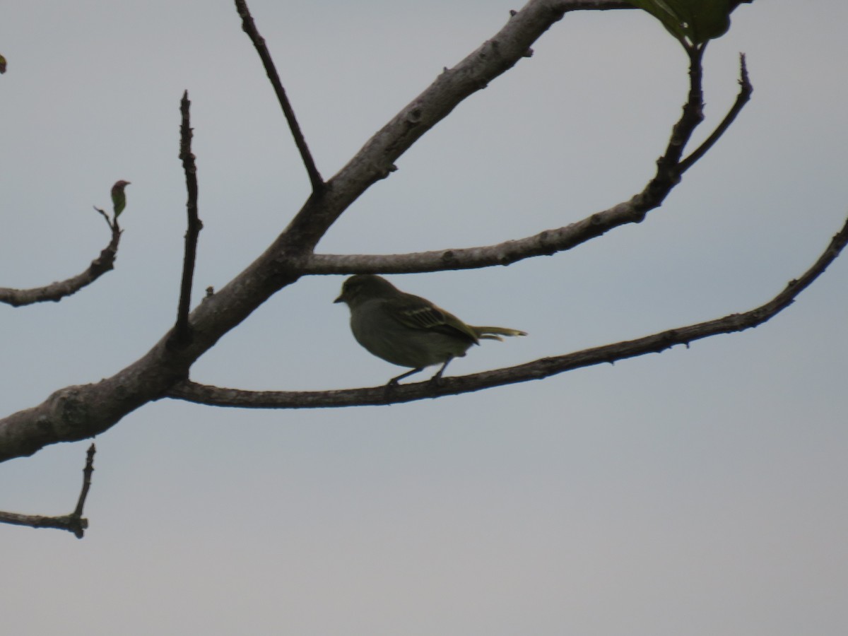 Golden-faced Tyrannulet - ML622049830