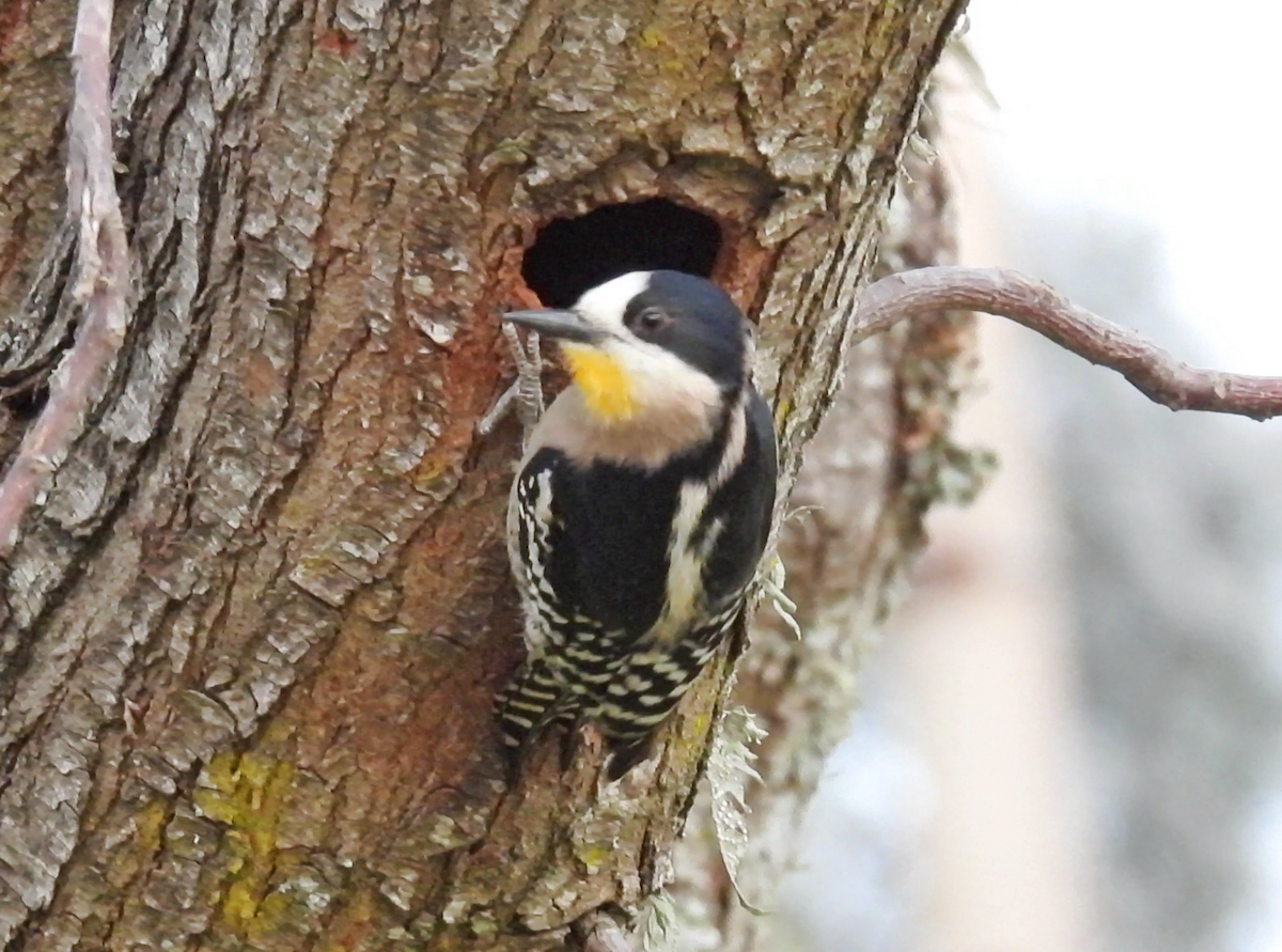 White-fronted Woodpecker - ML622049831