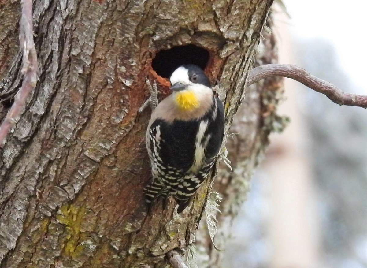 White-fronted Woodpecker - ML622049832