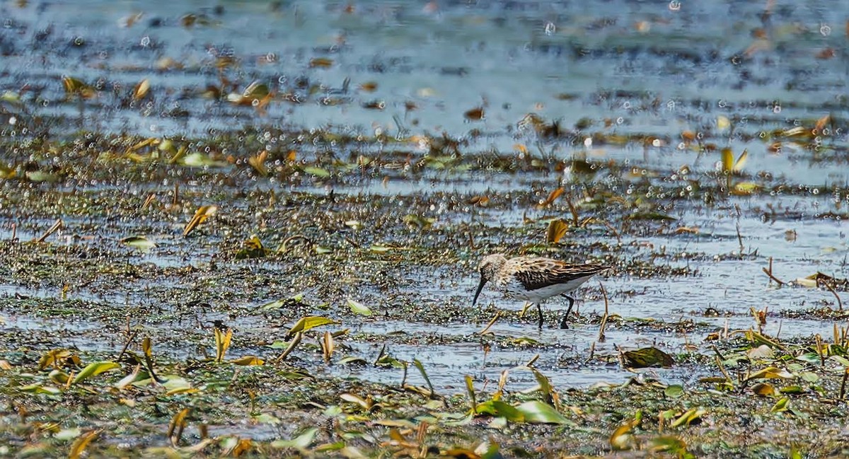 Western Sandpiper - ML622049833