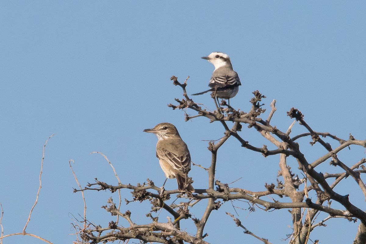 Black-crowned Monjita - ML622049834