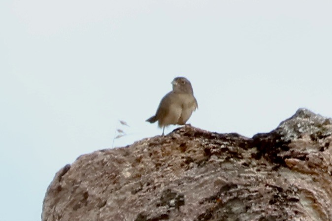 Grassland Sparrow - Stan Arnold