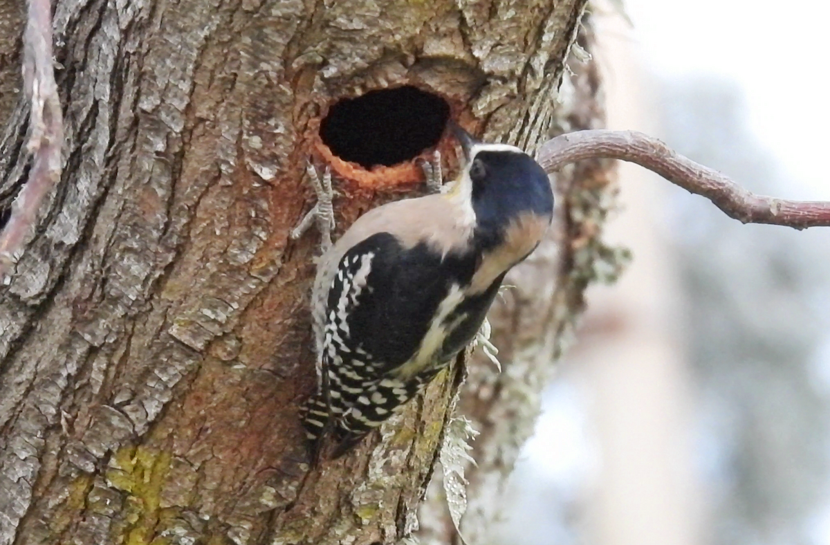White-fronted Woodpecker - ML622049836