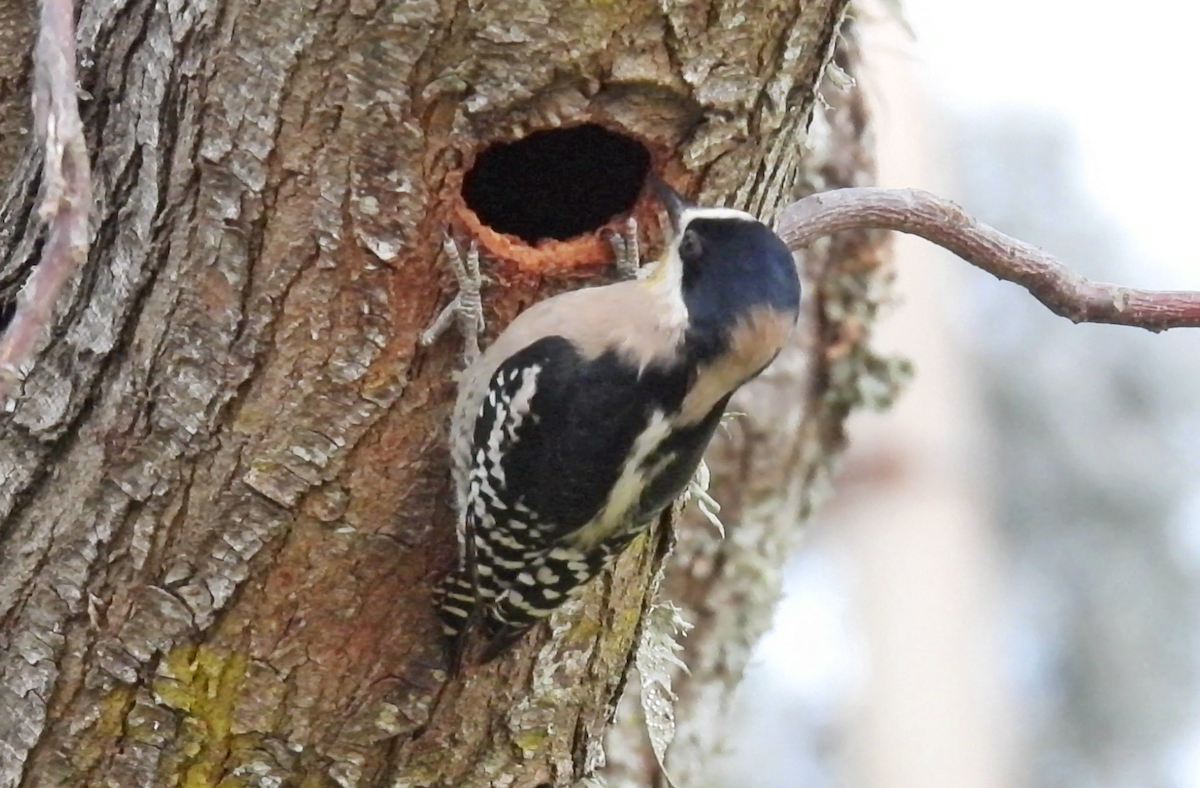 White-fronted Woodpecker - Luciano Buck