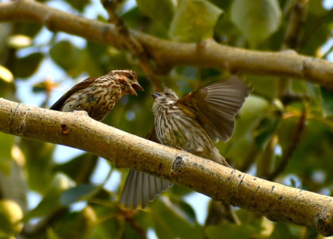 Purple Finch - ML622049837