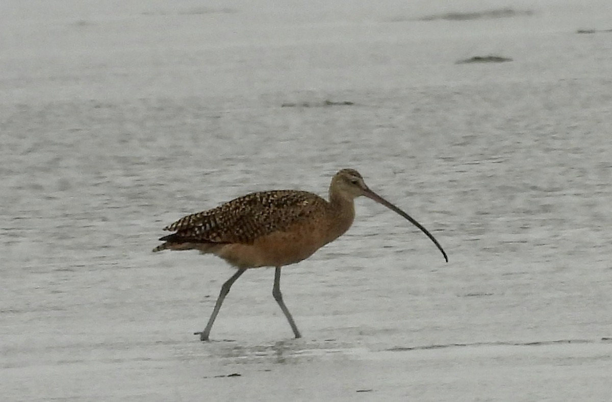 Long-billed Curlew - ML622049839