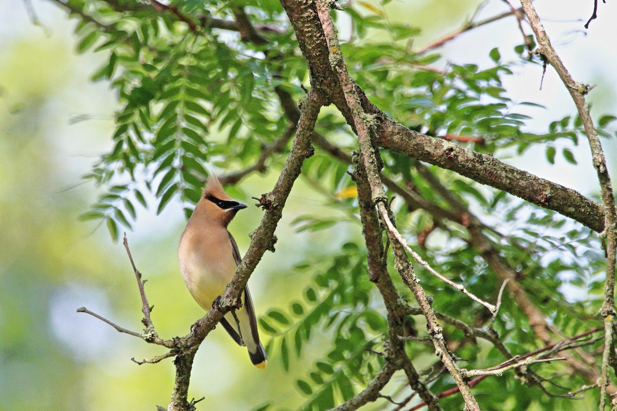 Cedar Waxwing - ML622049844