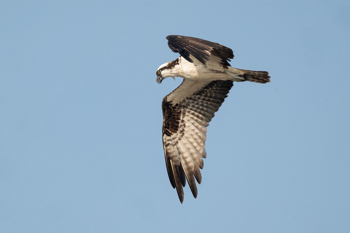 Balbuzard pêcheur - ML622049852