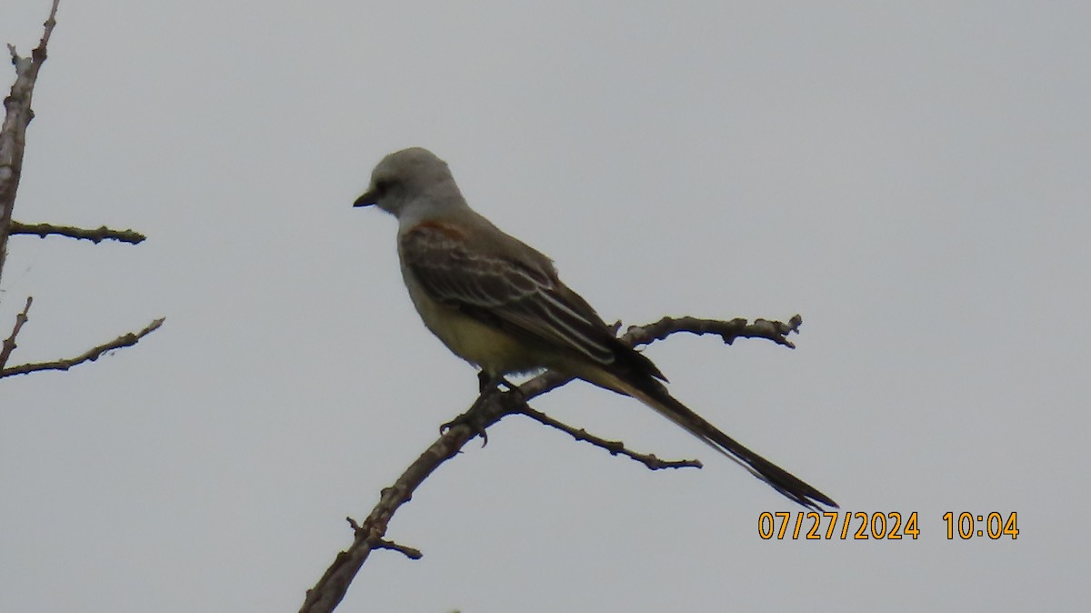 Scissor-tailed Flycatcher - Ed Wallace