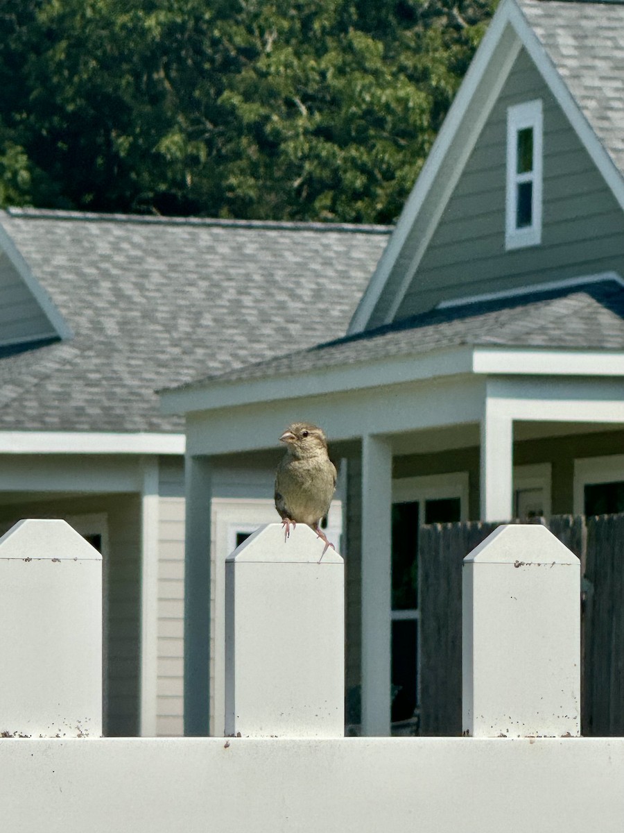 Moineau domestique - ML622049866