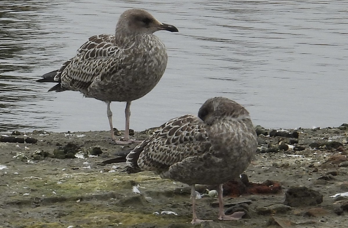 Goéland d'Audubon - ML622049869