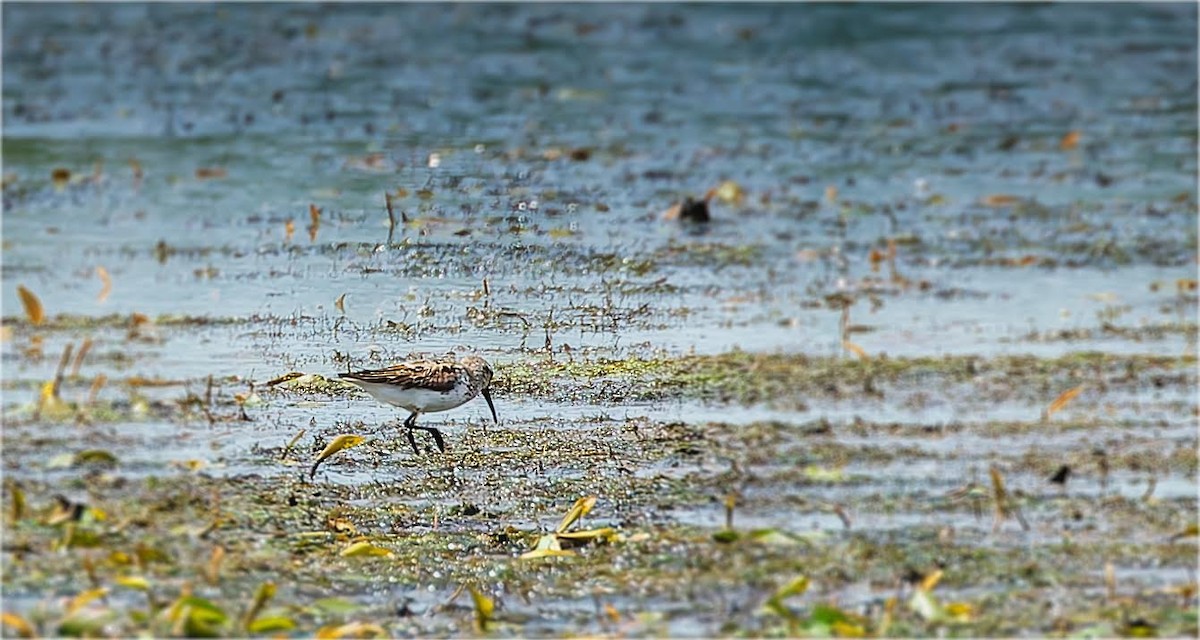 Bergstrandläufer - ML622049872