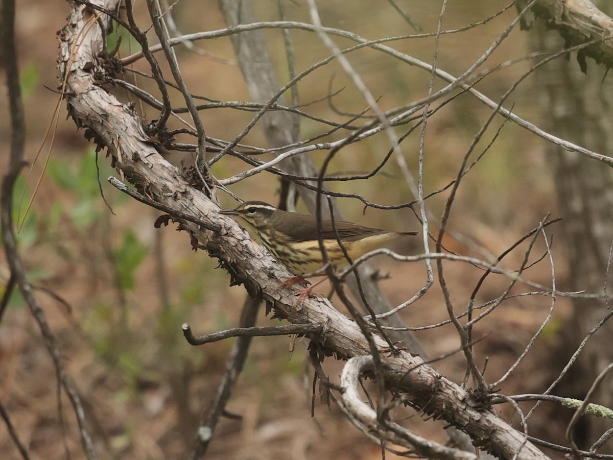 Louisiana Waterthrush - ML622049875