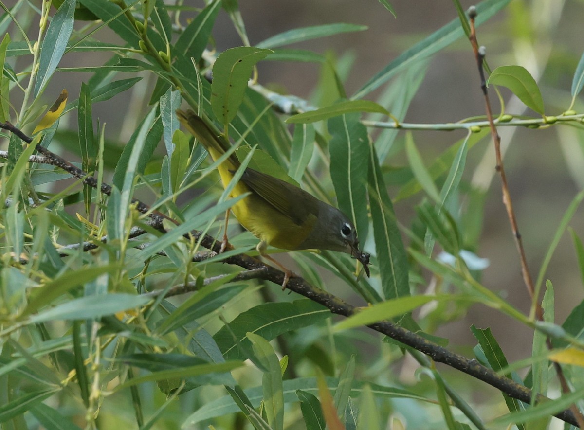 MacGillivray's Warbler - ML622049877