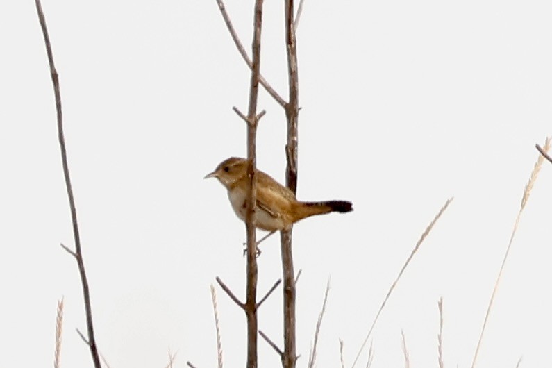 Grass Wren - ML622049891