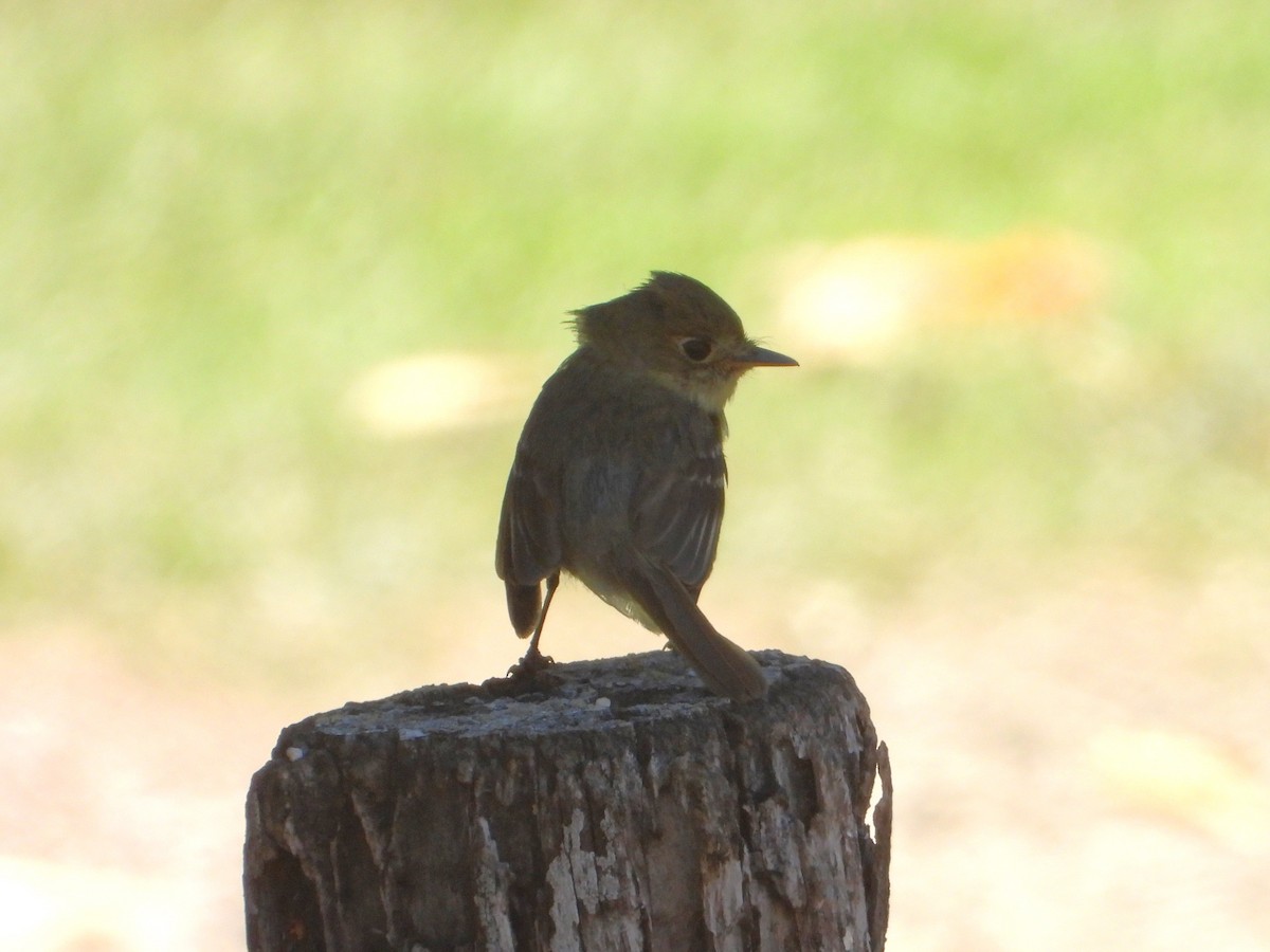 Western Flycatcher - ML622049892