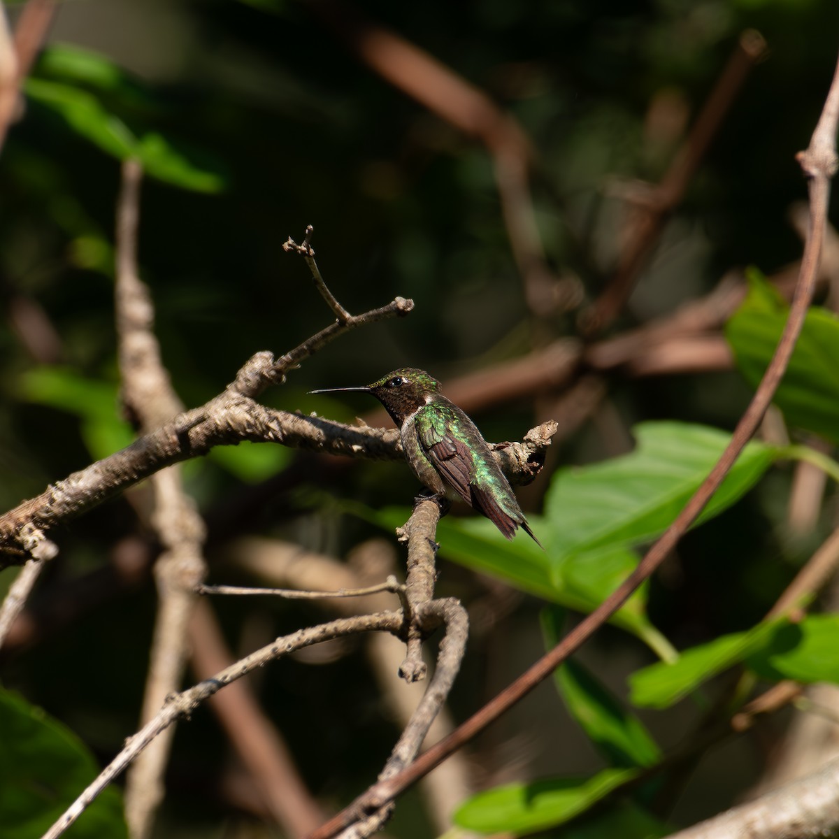 Ruby-throated Hummingbird - ML622049895