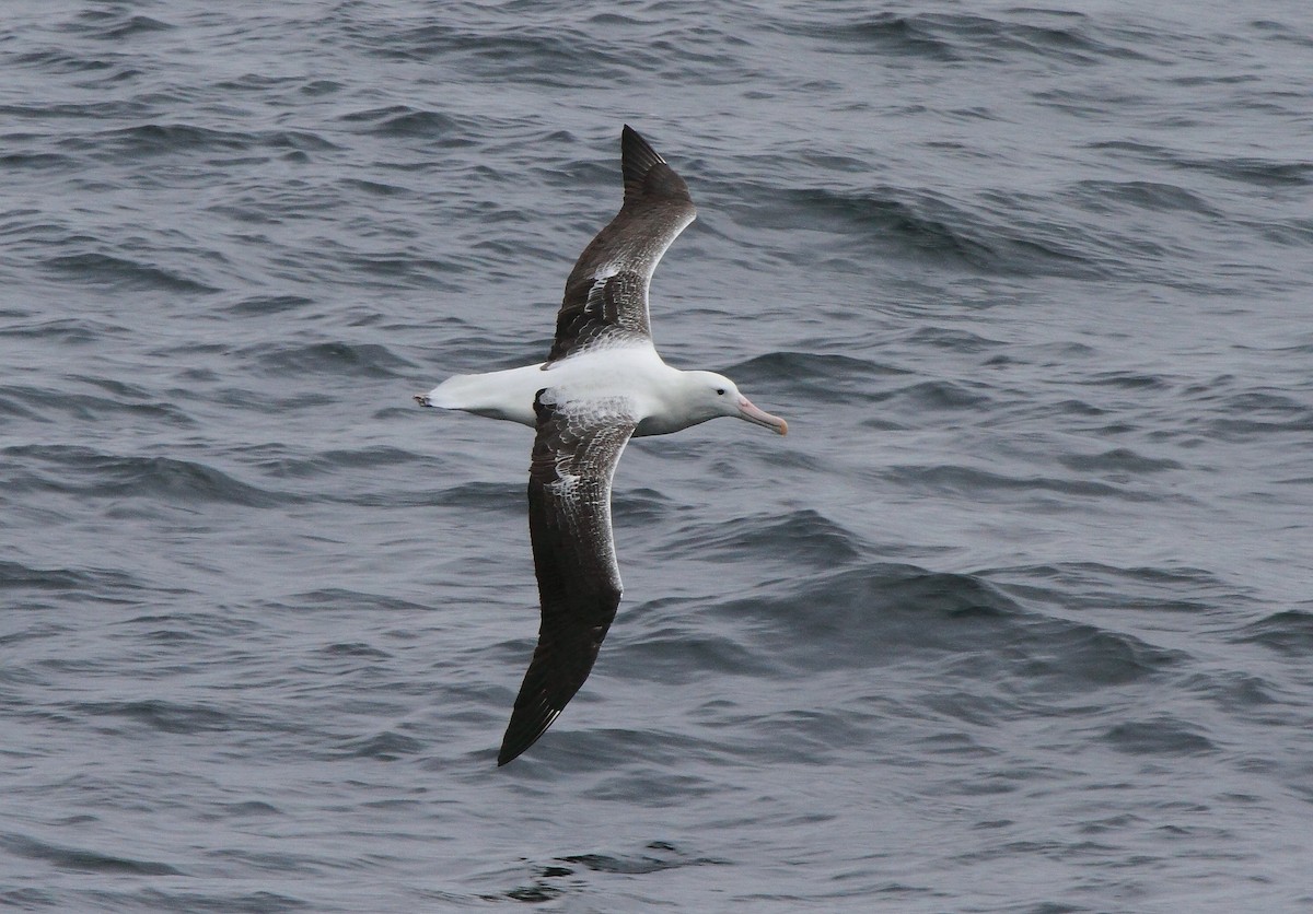 Southern Royal Albatross - ML622049901