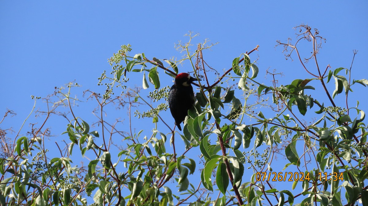 Acorn Woodpecker - ML622049903