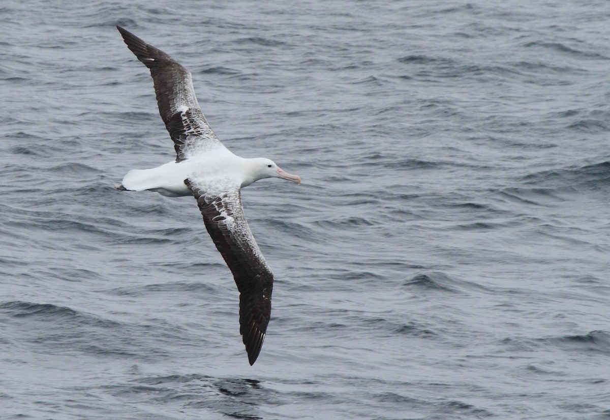 Southern Royal Albatross - ML622049904