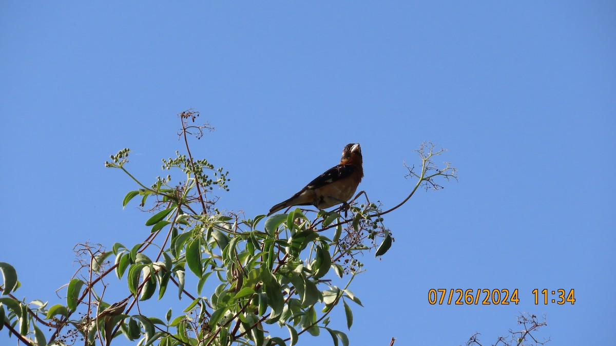 Black-headed Grosbeak - ML622049905