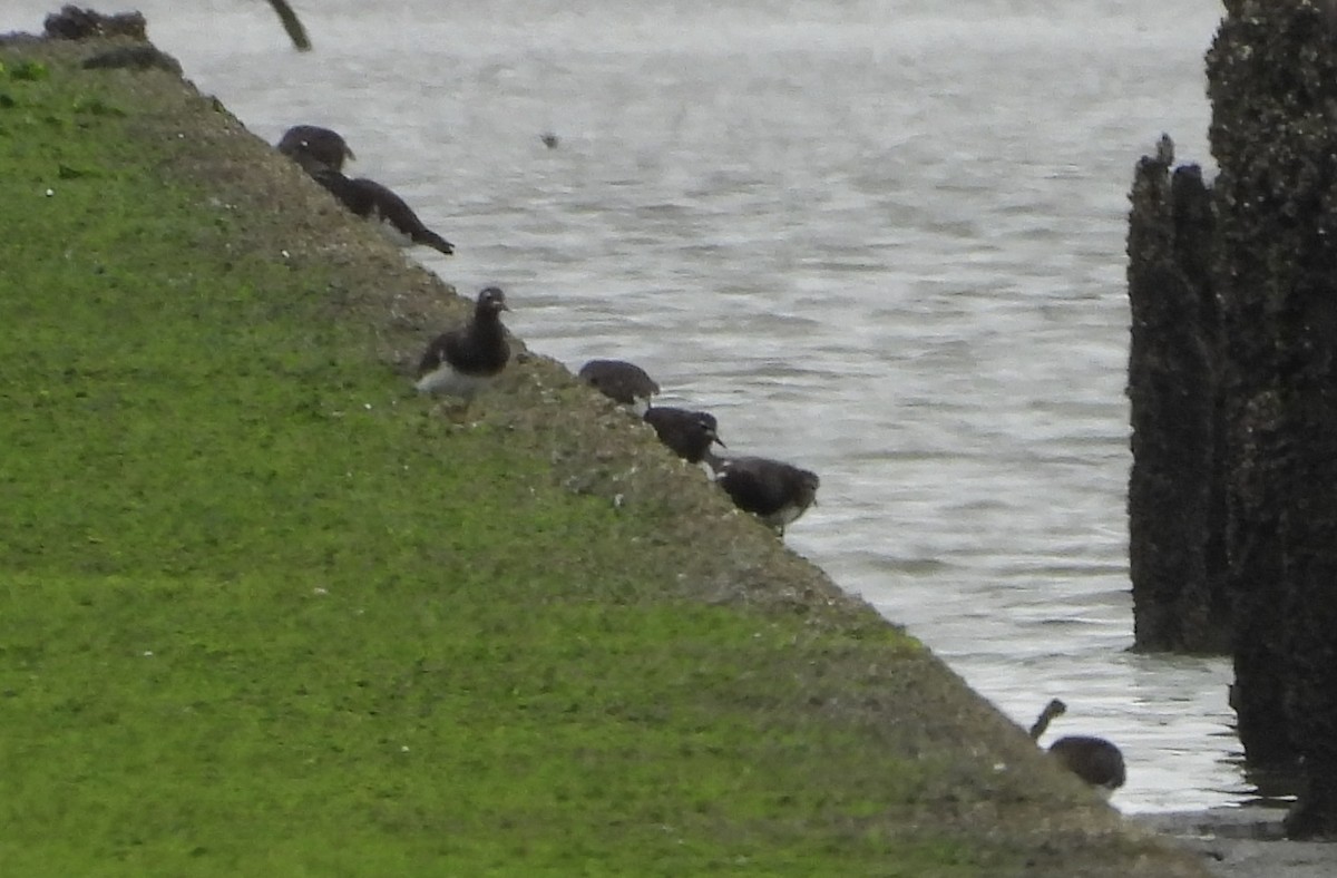 Black Turnstone - ML622049907