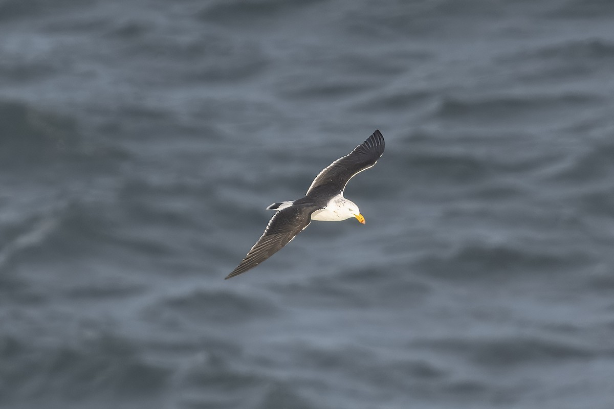 Pacific Gull - ML622049908