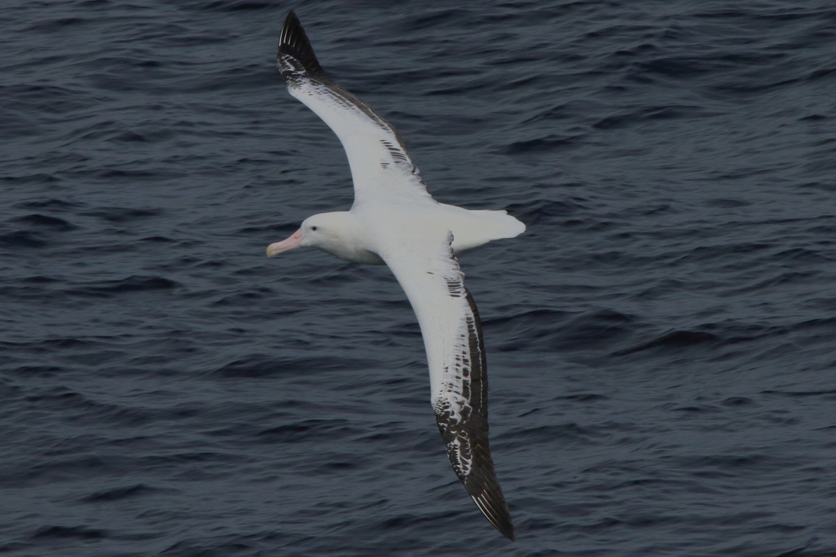 Snowy Albatross - ML622049909