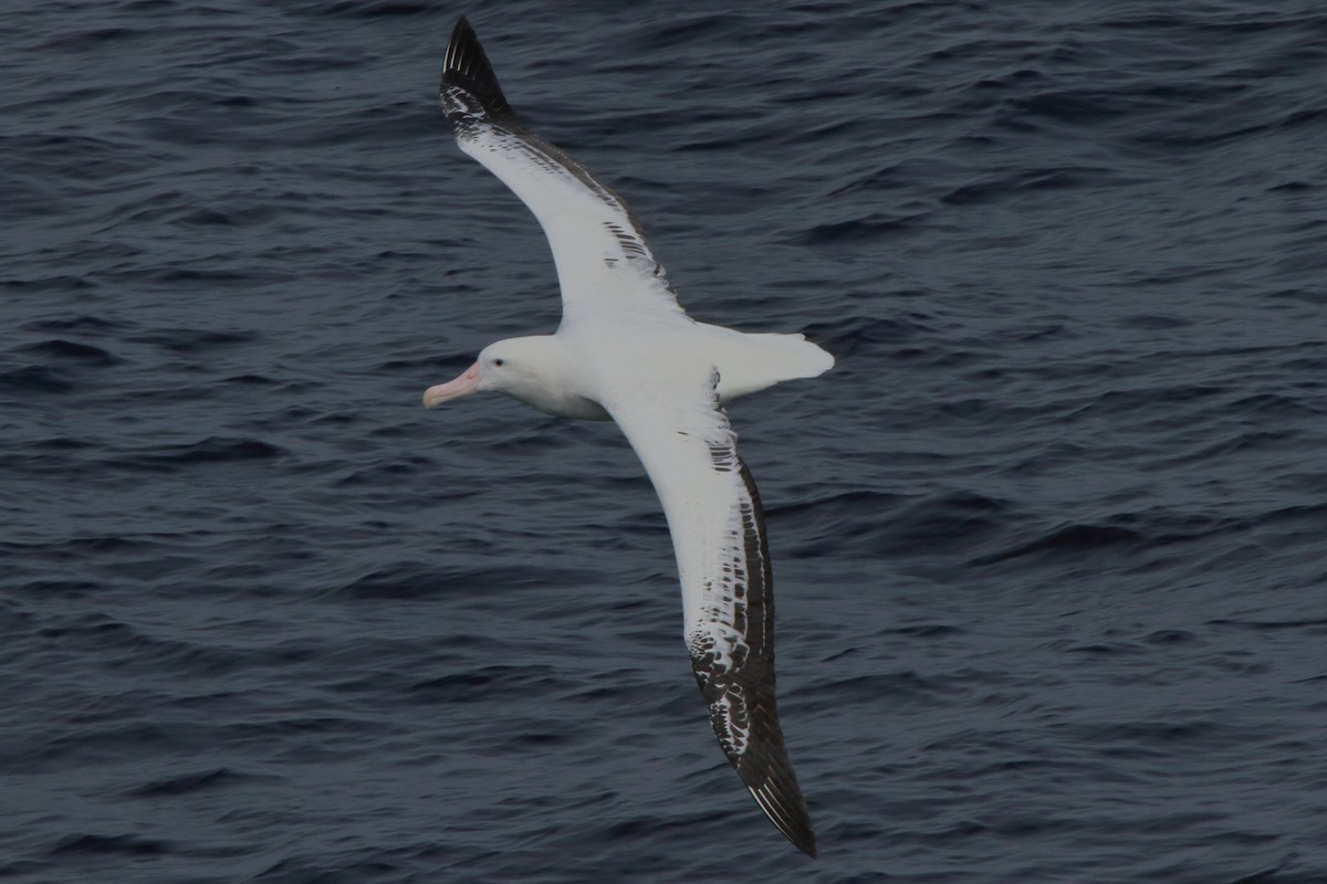 Snowy Albatross - Fabio Olmos