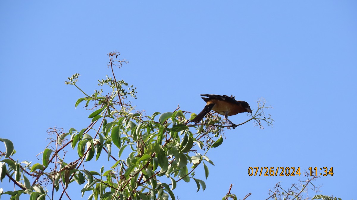 Black-headed Grosbeak - ML622049910