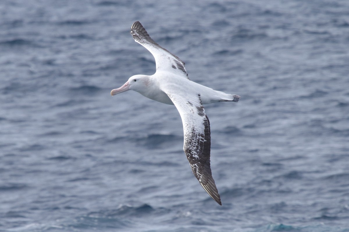 Snowy Albatross - ML622049912