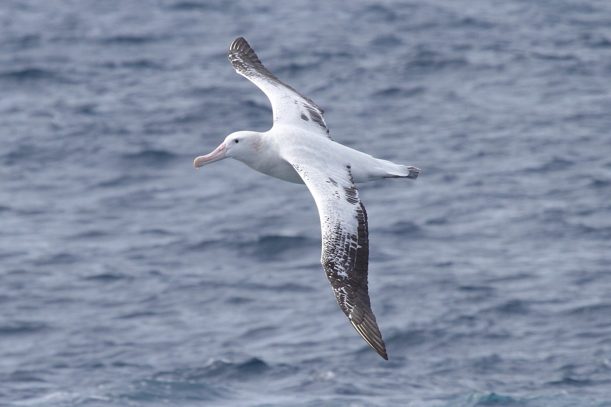 Snowy Albatross - ML622049913