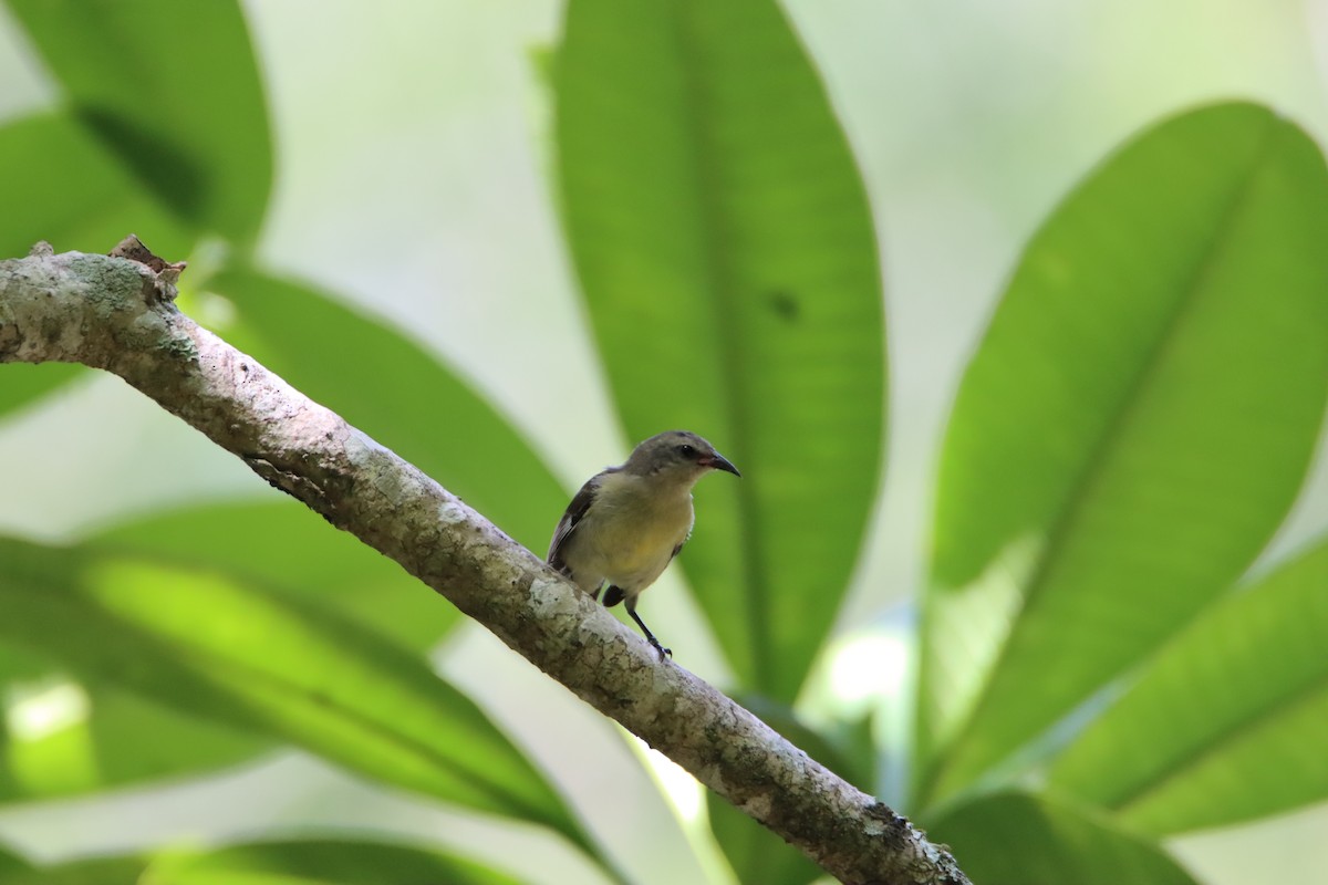 Bananaquit - John Keegan