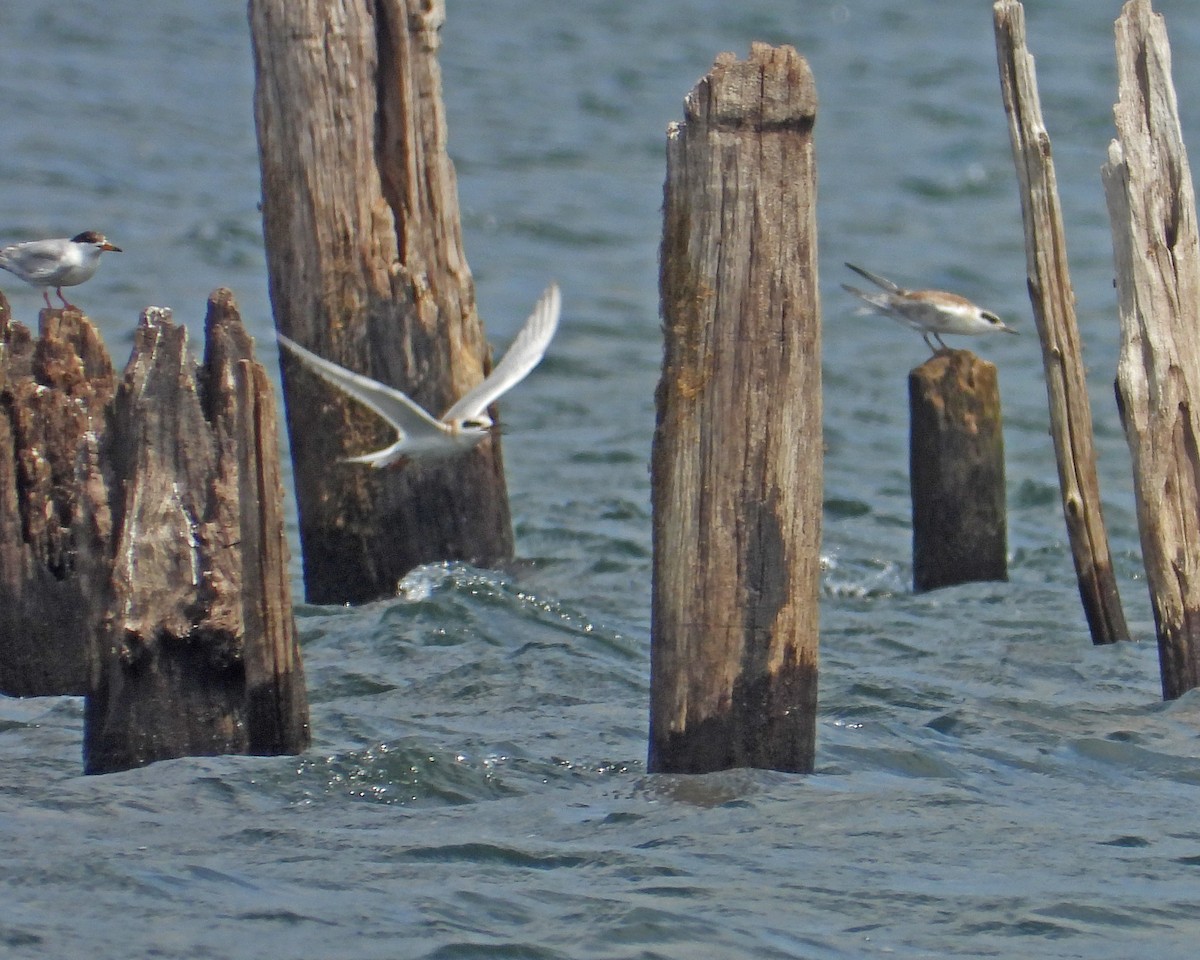 Forster's Tern - ML622049929