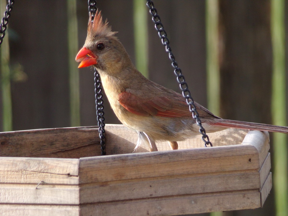 Northern Cardinal - ML622049936