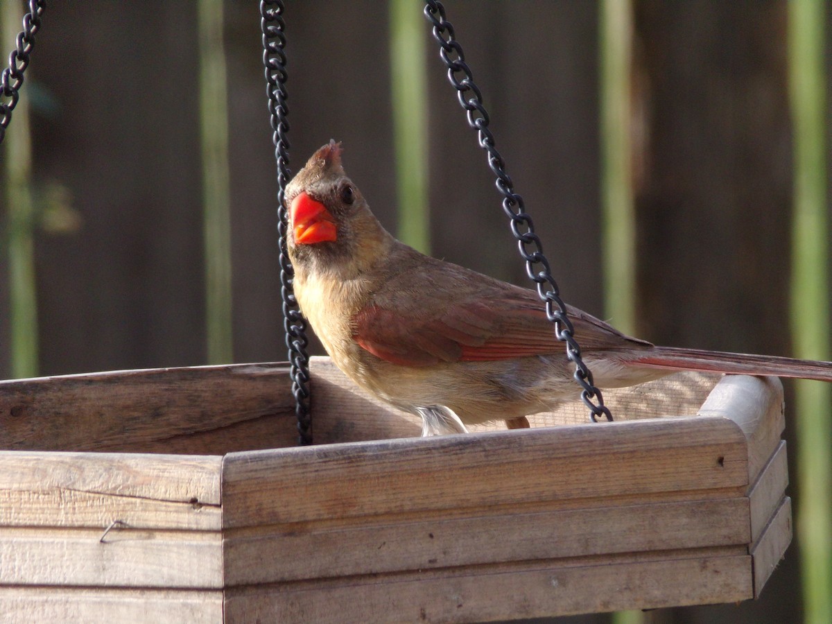 Northern Cardinal - ML622049937