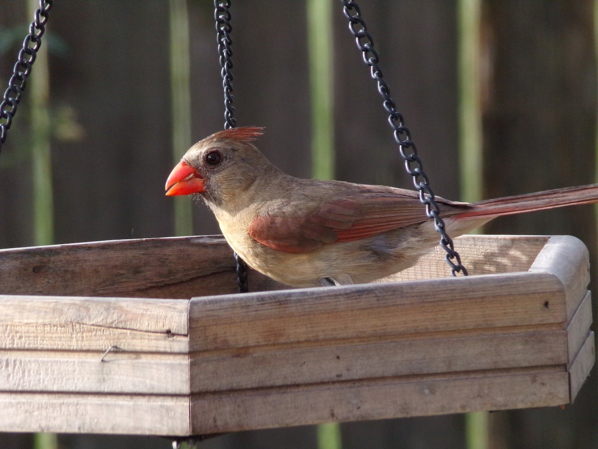 Northern Cardinal - ML622049938