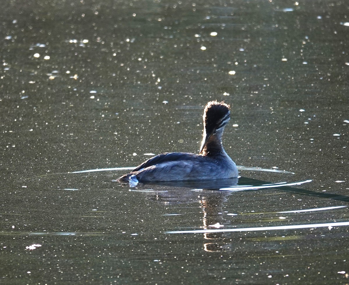Red-necked Grebe - ML622049939