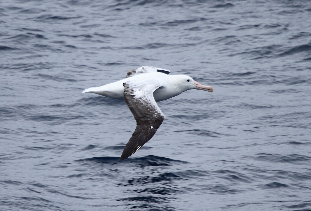 Southern Royal Albatross - ML622049940