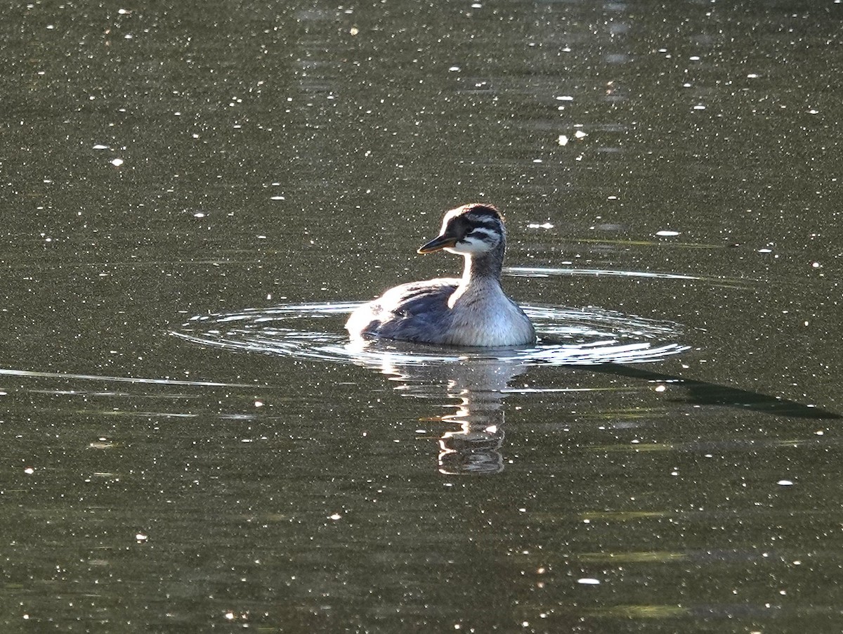 Red-necked Grebe - ML622049941