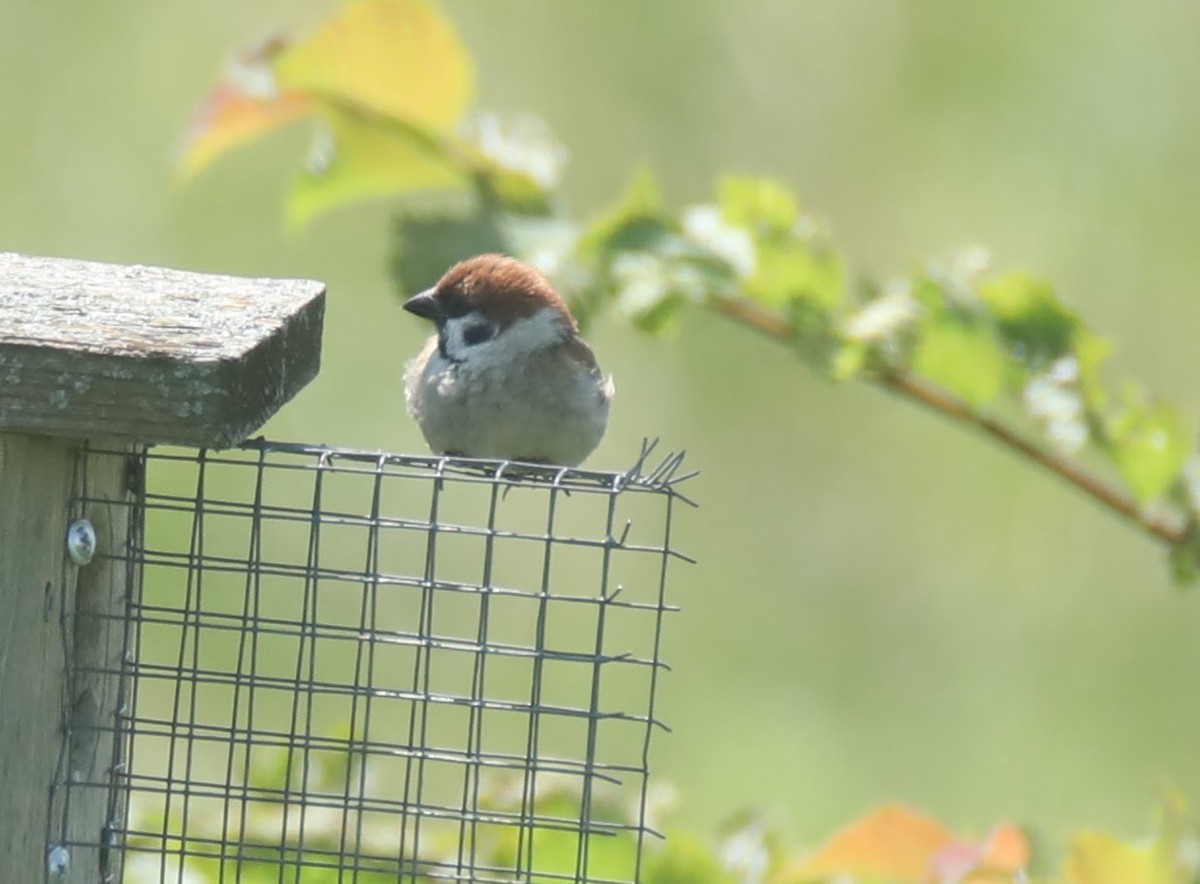 Eurasian Tree Sparrow - ML622049942