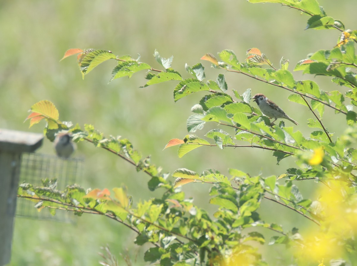 Eurasian Tree Sparrow - ML622049943