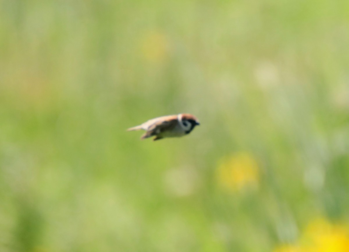 Eurasian Tree Sparrow - ML622049944