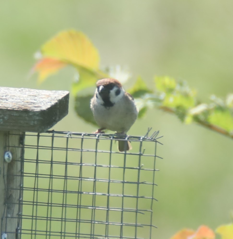 Eurasian Tree Sparrow - ML622049945