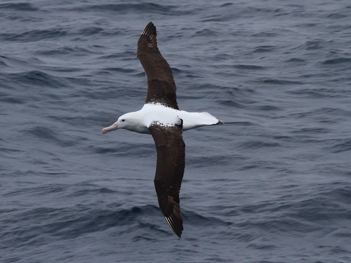 Northern Royal Albatross - ML622049946