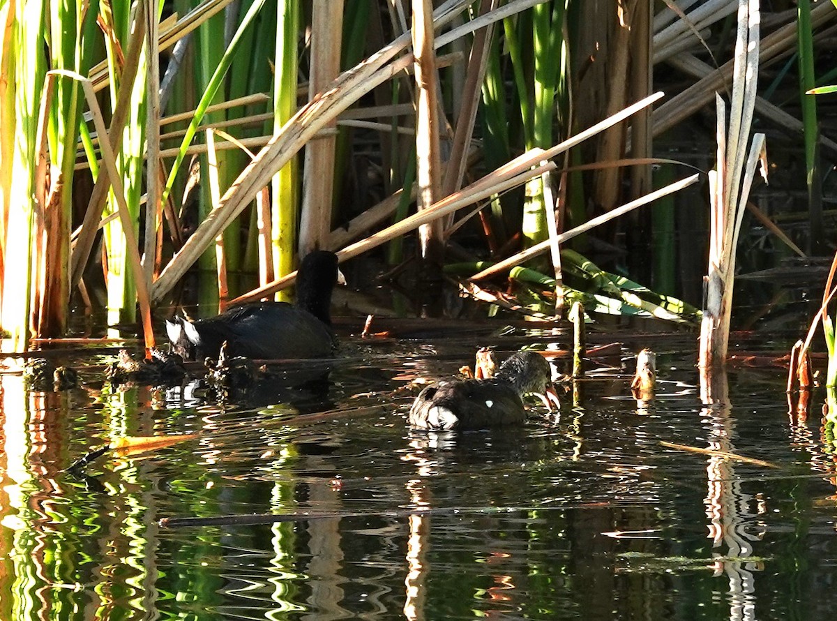 American Coot - ML622049947